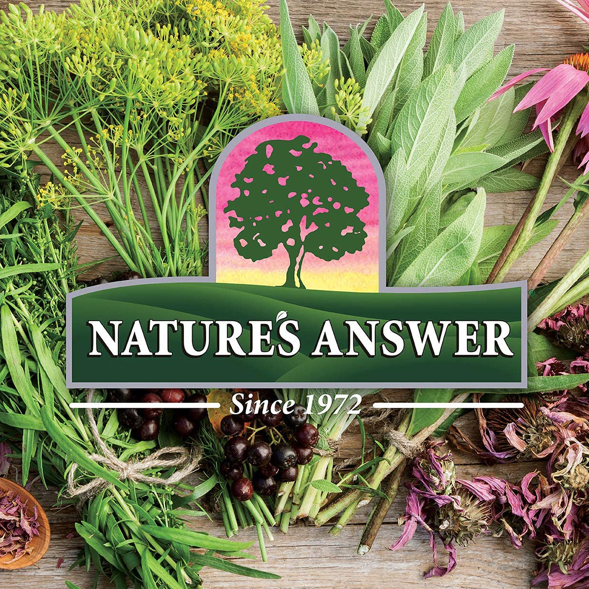 Sambucus Black Elderberry